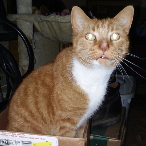 Meet your Posher, Riva Sue - Picture 2 of 13